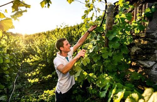 Oberloiben Apartment | Winzerhof Mörtinger