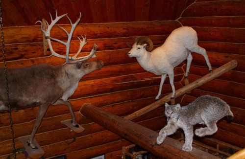 Anchor Point Cabin | Wise Old Hunter Lodge