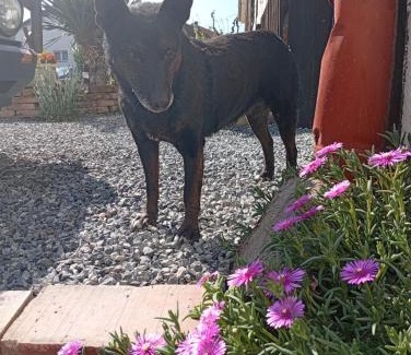 Bjelovar Apartment | XXL apartman Treasure Hunters Academy