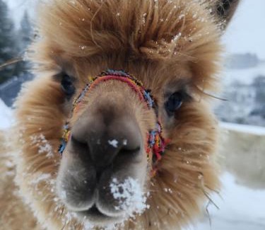 gmina Dobra Apartment | ZALASEK Gospodarstwo Agroturystyczne z Alpakami