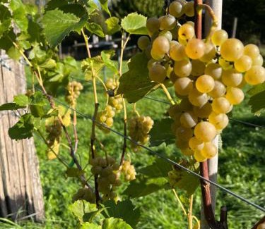 gmina Pawłow House | Zatrzymaj się u Nas-Dom na wyłączność, 12 osób, kominek, jacuzzi zewnętrzne, sauna, cisza