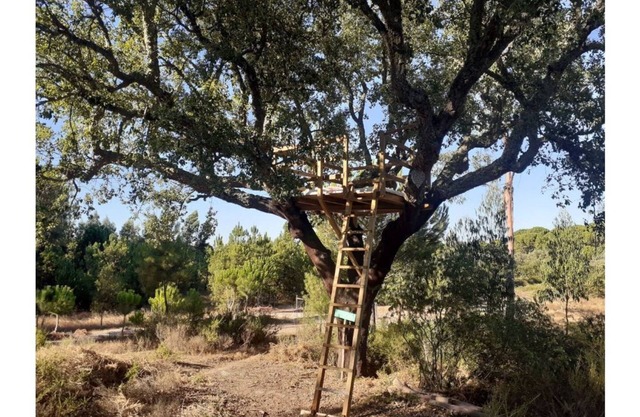 Árvore dos Sonhos - Tree House