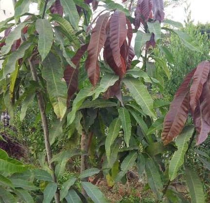 قرية النورس