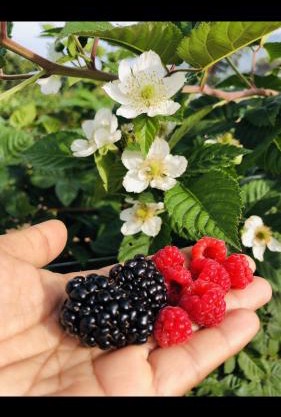 สวนเบอร์รีแคมป์ทนายจุฬา Berry Camp Korat