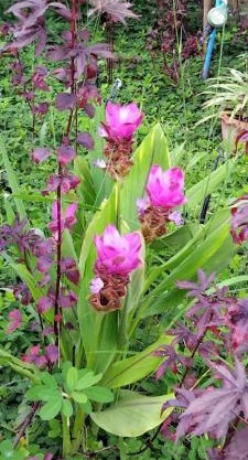 ไร่เจาทองรีสอร์ท