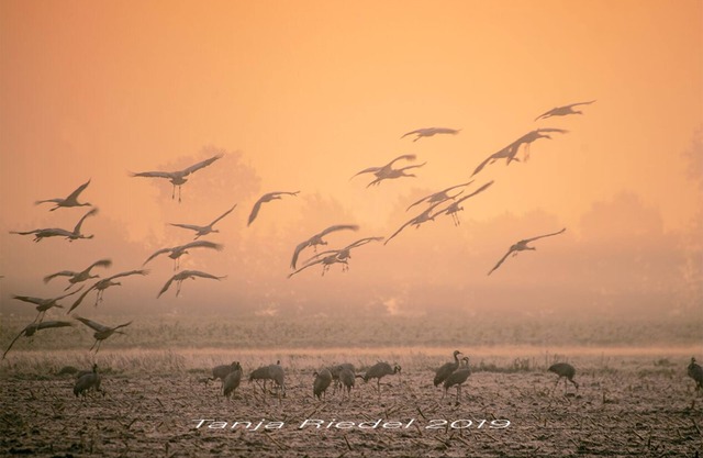 Accommodation 25 m² in the center of Rahden with kitchen and bathroom