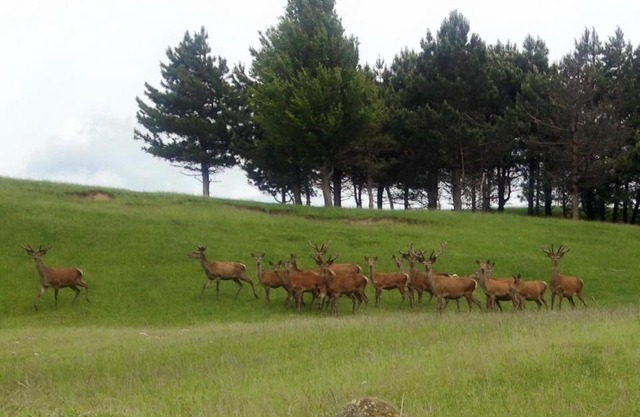 Albergo Ristorante Poli