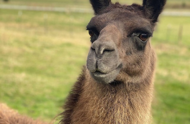 Alpaca Your Bags! Unique Mountain Basecamp in Brevard- Pet Friendly- WNC Cottage
