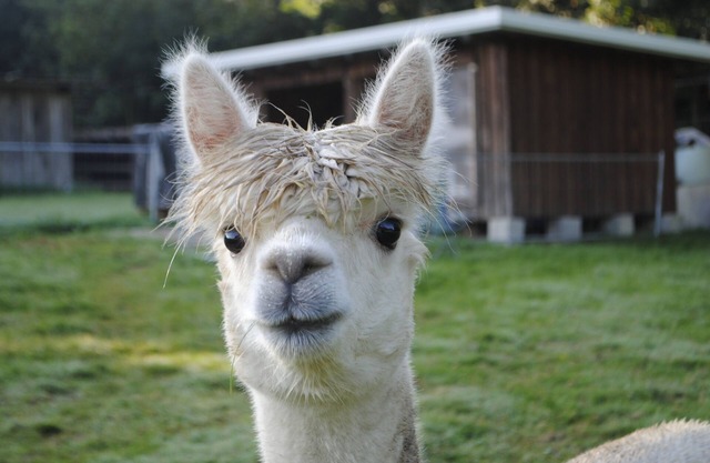 "Alpakaleben" apartment in an ecological wooden house with a fantastic view and alpacas