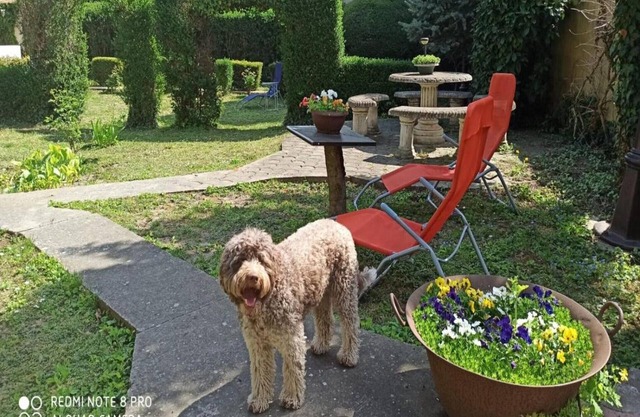 Apartment Cocic Garden