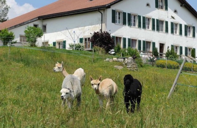 Apartment Gîte - Ferme O'Clés in Les Breuleux - 4 persons, 1 bedrooms