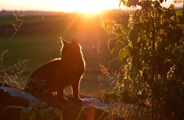 Apartment “Sonnenaufgang” on Farm with Mountain View, Terrace & Garden