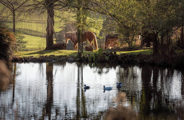 Arion Park Clydesdale Farmstay in Yolla