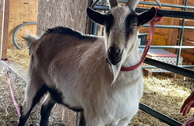 Bass Farm: Lake View LOFT Cabin off grid/Solar