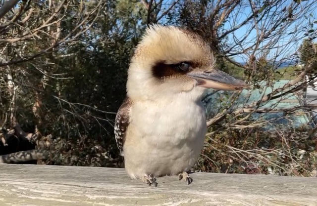 Beach and Bush - La Cabaña by the Sea Kilcunda