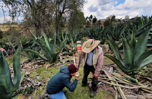 beautiful glamping double room in the forest