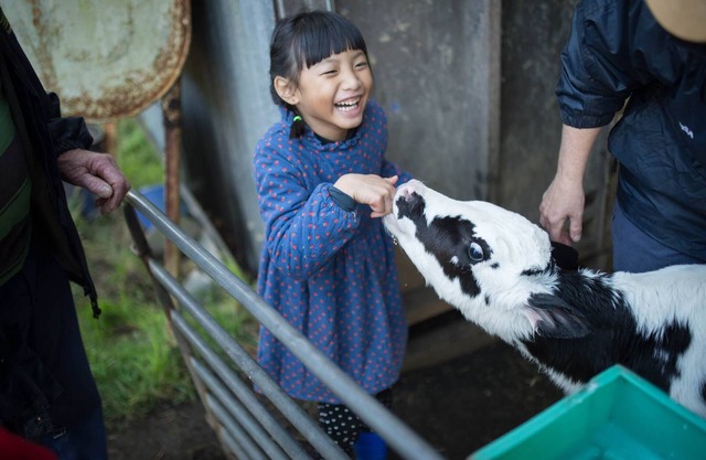 Bellevue Farmstay - feed animals, ride tractors, near The 12 Apostles
