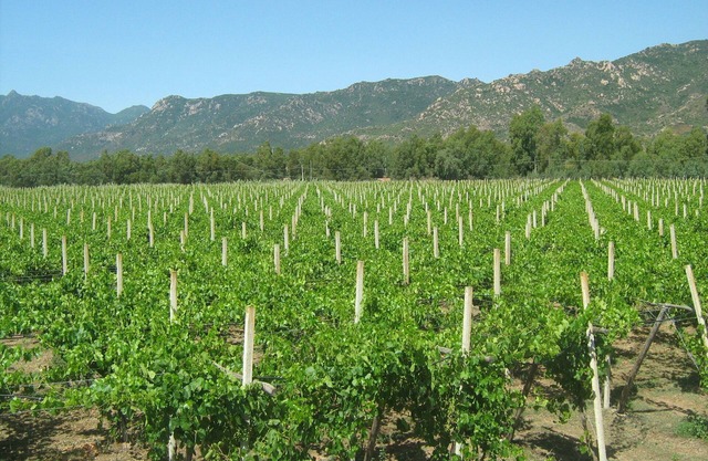 Between vineyards and sea - Apartment in farmhouse