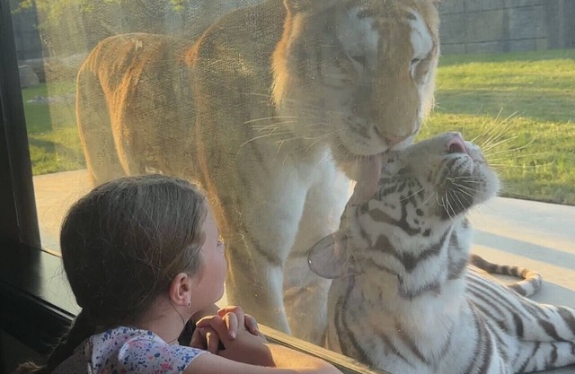 Big Cat Bungalows at The Haven - Tiger 1