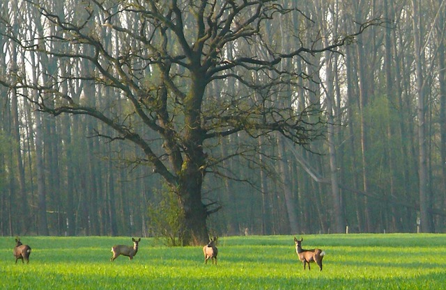 Biohof Eggershof - owl nest