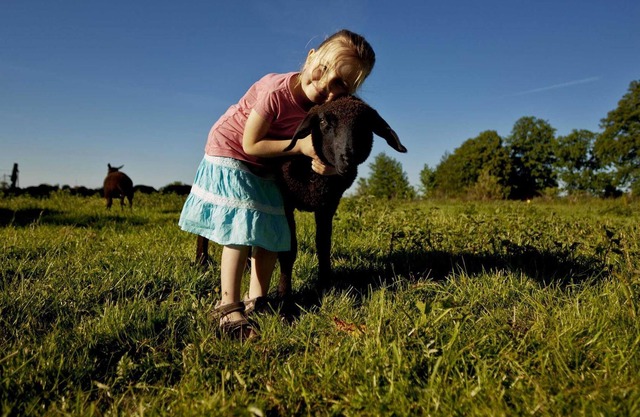 Bioland dairy sheep sheep barn - Fewo sheep barn