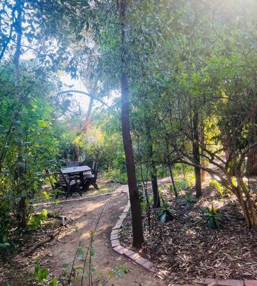 Bird Paradise In Bush setting
