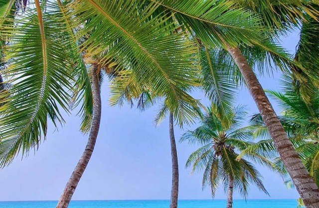 Blue Coral Vashafaru