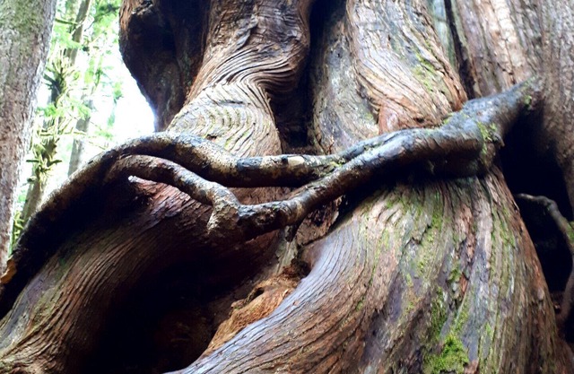 Broomhill Getaway Suite