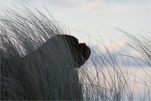 Bungalow RUHE UND STURM direkt am STRAND mit KAMIN nur für ERWACHSENE