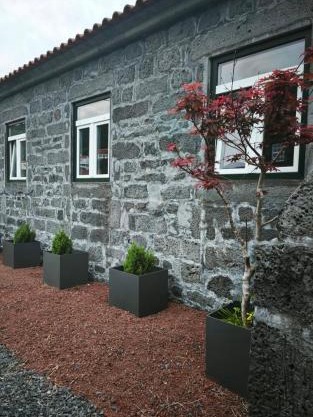 Cá Por Casa Pico-Criptoméria