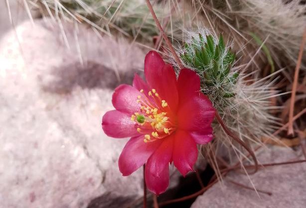 Cabaña Flor de Cardón-Juella.