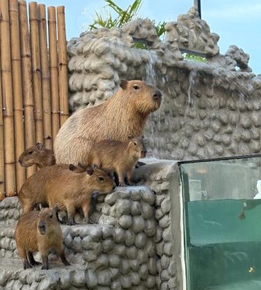 Capybara Zen Resort And Spa