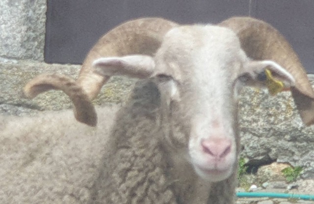 Casa das Beiras, Free Wi-fi and Pool Access