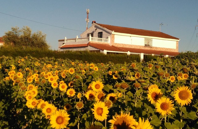 CASA LOS GIRASOLES Magnificent house to enjoy a great vacation