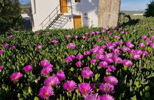 Casita of Casa Olivar