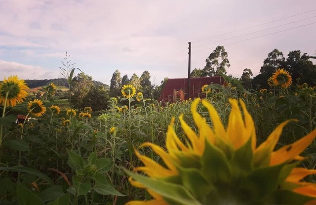 Chalé Toca das Sementes
