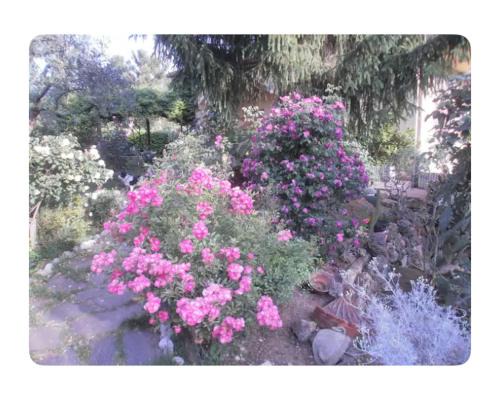 Corelli & Company Rose Musica e Libri