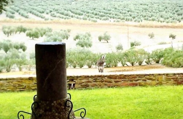 Cortijo Cabañas Rural Apartments. Apt- first right