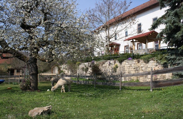 Cosy, charming apartment with alpacas in the large garden