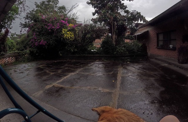 Cottage surrounded by greenery, pets are allowed, we welcome you with a tour.