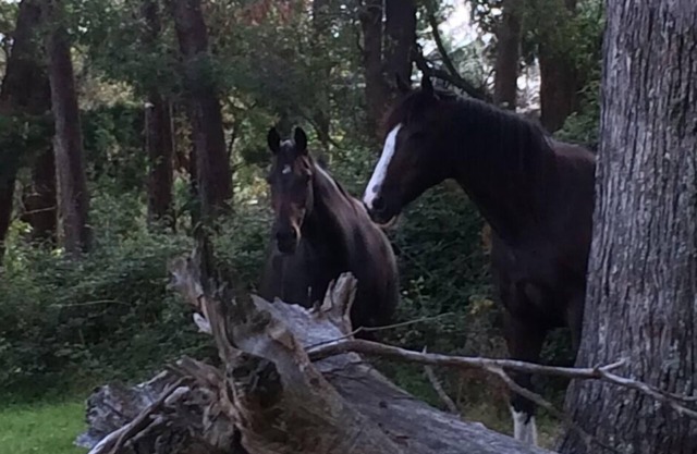 Country living at its best