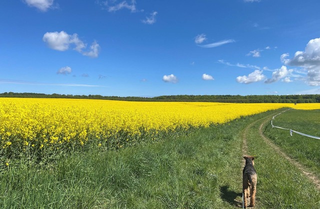 Cozy vacation apartment, close to Berlin, pet friendly!