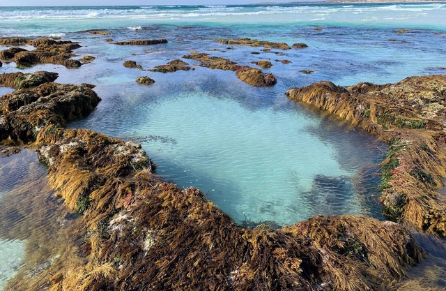 Currawong Cottage Vivonne Bay