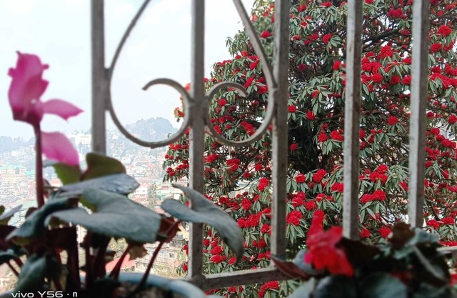 Darjeeling, Adrija Luxury Homestay & Apartments