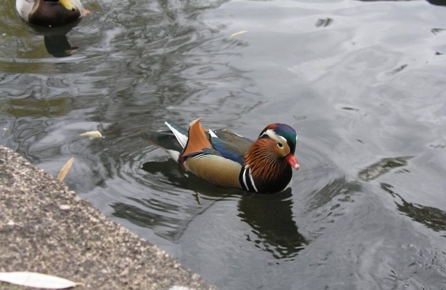 Apartment domicile New Venice