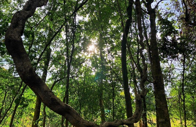 EAUSTAY Private room with Little Jungle