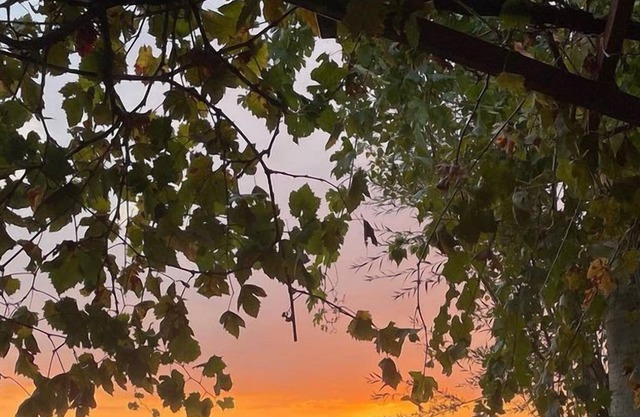 Ece Hanı Bungalow Hotel