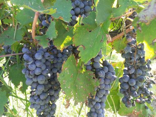 El Canadiense Hospedaje