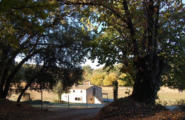 "El Zurrador" farm, agricultural, livestock and forestry farm with Rural Accommodation.