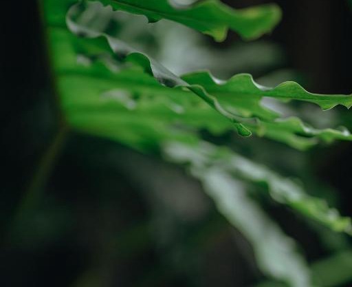 Em's Garden Quy Nhơn